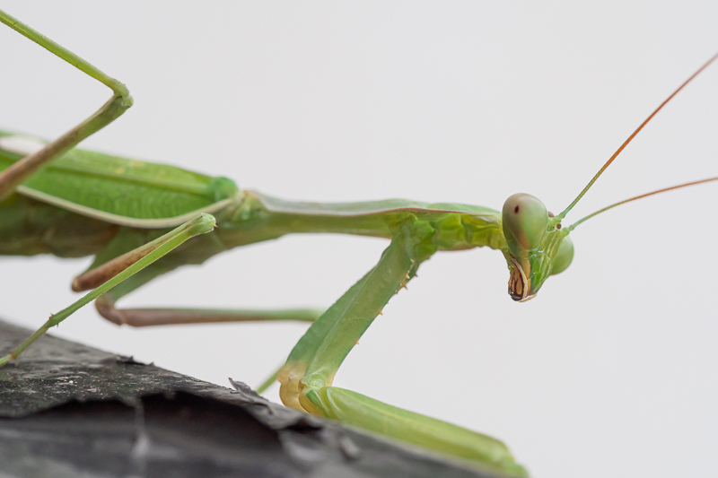 Sphodromantis viridis.jpg